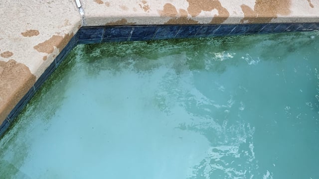 Algae Keeps Coming Back? Why It Returns & How to Stop It for Good